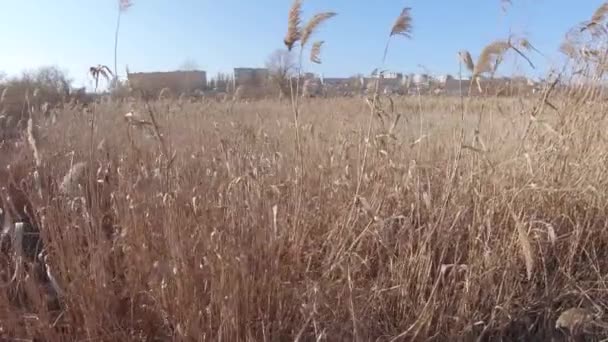 Dry reeds on the background — Stock Video