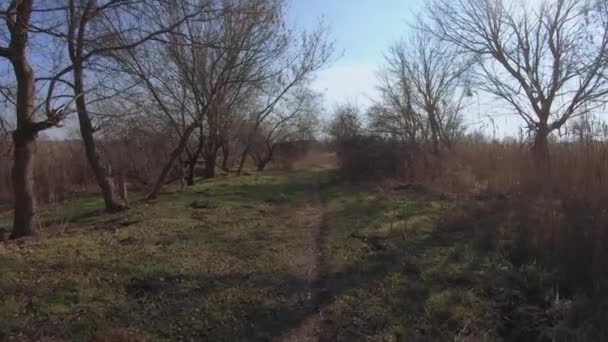 Herbe printanière parmi les forêts sèches — Video