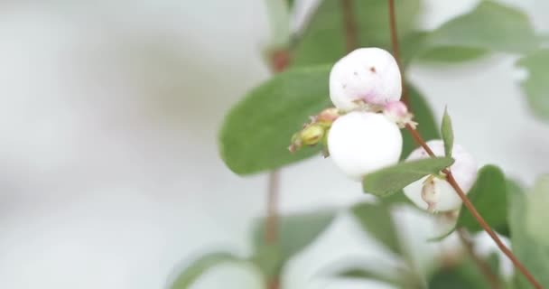 Frutas blancas como la nieve laevigatus — Vídeo de stock