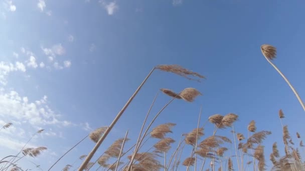 Zagęszczarki i owoce Bagna — Wideo stockowe