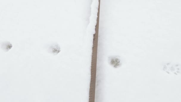 Кошачьи следы в снегу — стоковое видео