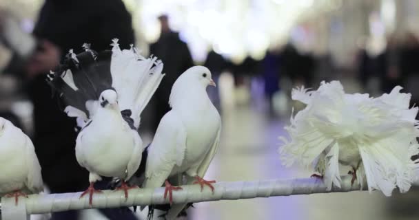 Palomas para fotografiar — Vídeos de Stock