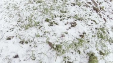 Lawn grass under snow