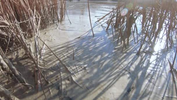 Pollution lourde de l'étang — Video