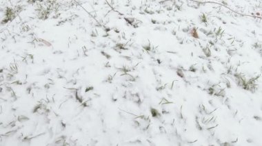 Lawn grass under snow