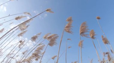 Çalılık ve meyve Bataklığı