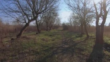 Kuru ormanların arasında bahar otları