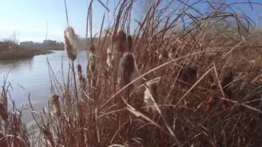 Çalılık ve meyve Bataklığı