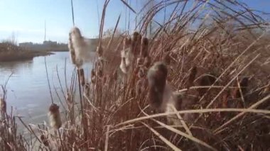 Çalılık ve meyve Bataklığı