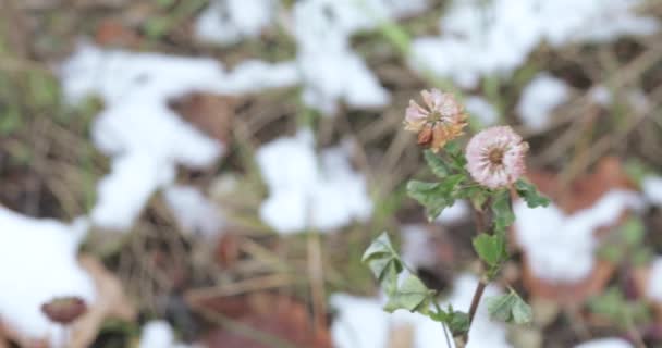 Klöver blomma och snö — Stockvideo