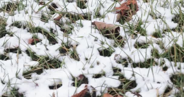 Erba verde sotto la neve caduta — Video Stock