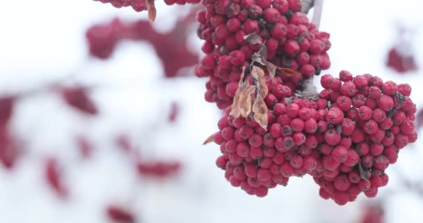 Röd fjällaska och snö — Stockvideo