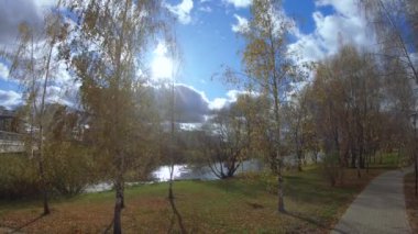 Güneş altında huş ağaçları