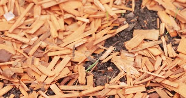 Colored wood chips — Stock Video