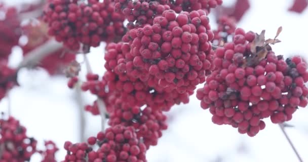 Red mountain ash and snow — Stock Video