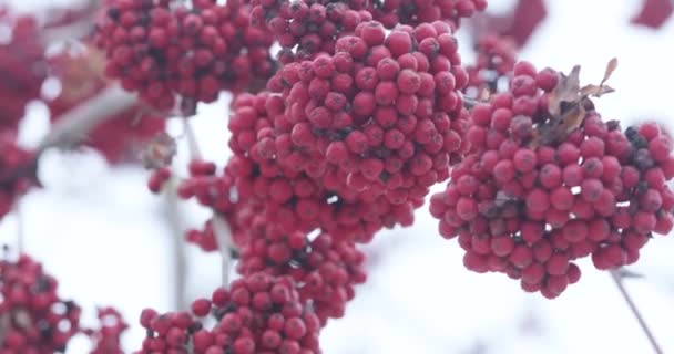 Ceneri rosse di montagna e neve — Video Stock