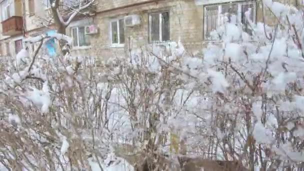 Nieve cayendo sobre arbustos — Vídeos de Stock
