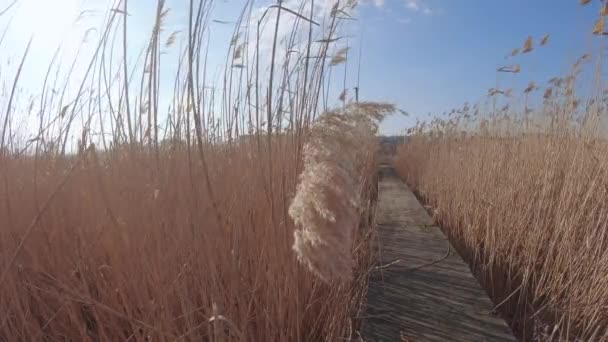 Zagęszczarki i owoce Bagna — Wideo stockowe