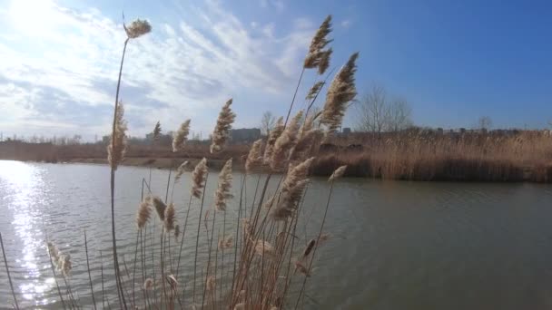 Zagęszczarki i owoce Bagna — Wideo stockowe