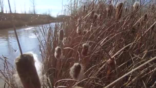 Grosellas y frutas Pantano — Vídeo de stock