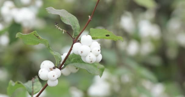 Frutas blancas como la nieve laevigatus — Vídeo de stock