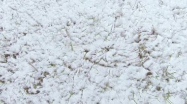 Lawn grass under snow