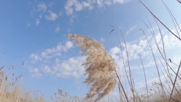 Bažiny a plody — Stock video