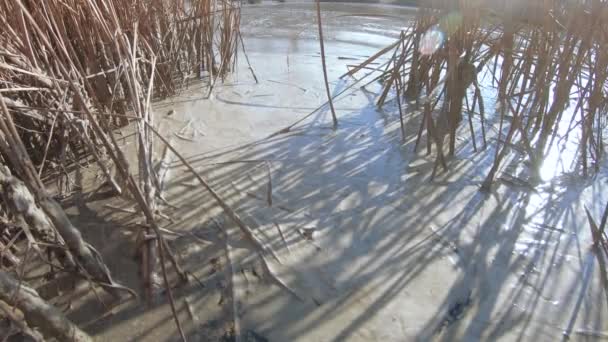 Pollution lourde de l'étang — Video