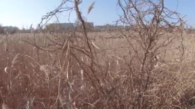 Arka planda kuru sazlıklar