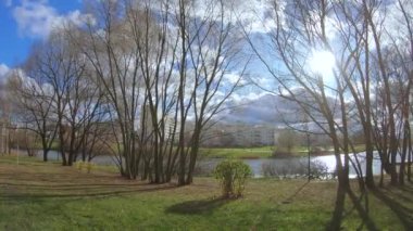 Güneş altında sonbahar ağaçları