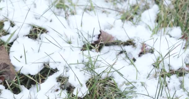 Grünes Gras unter fallendem Schnee — Stockvideo
