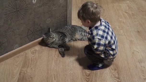 Gutt leker med en katt – stockvideo