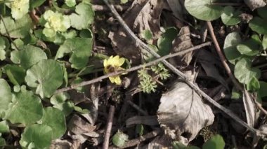 Evsiz köpek yalan söylüyor.