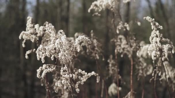 Сухие растения Goldenrod Canadian Solidago — стоковое видео