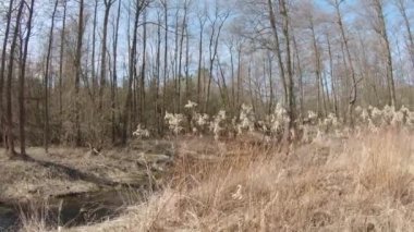 Kuru bitkiler Goldenrod Kanada Solidago