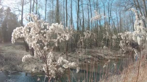 Droge planten Goldenrod Canadese Solidago — Stockvideo