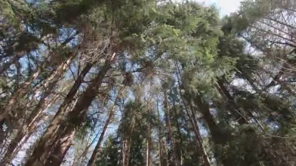Çam ağaçlarının tepeleri — Stok video