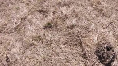 Köstebek yuvalarının izleri