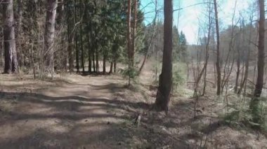 İlkbahar çam ormanları