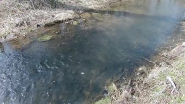 İlkbaharın başlarında orman nehri