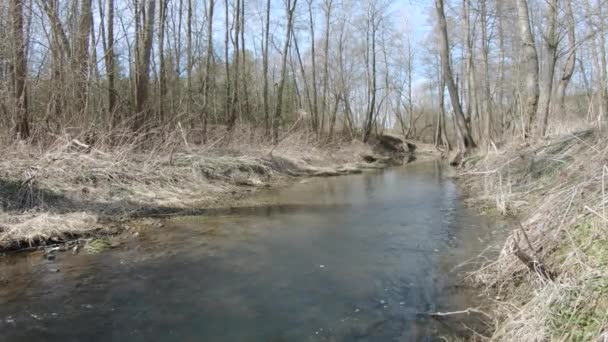 Rivière forestière au début du printemps 