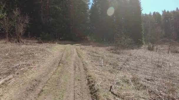 Vuile weg in een dennenbos — Stockvideo
