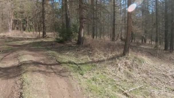 松林の中の未舗装道路 — ストック動画