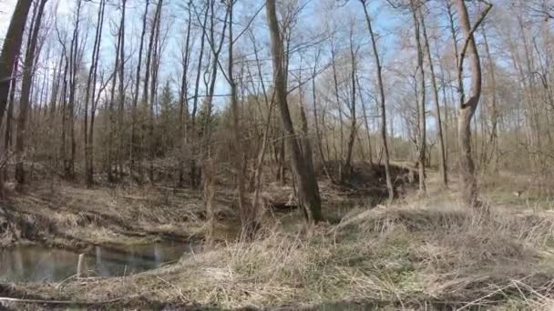 Río bosque a principios de primavera — Vídeos de Stock