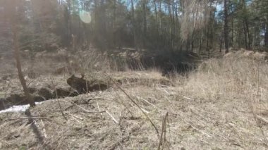 Kuru domuz otu çalıları