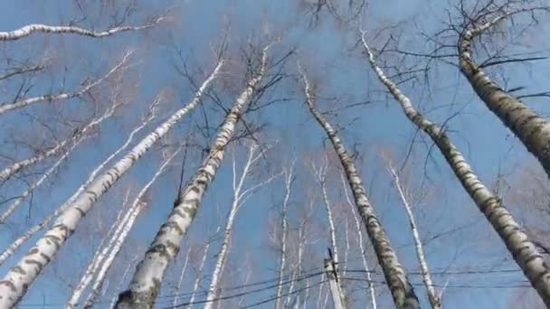 Puncak pohon birch — Stok Video