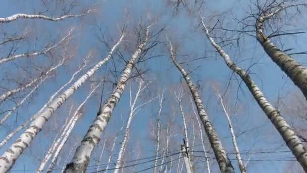 Верхівки берези — стокове відео