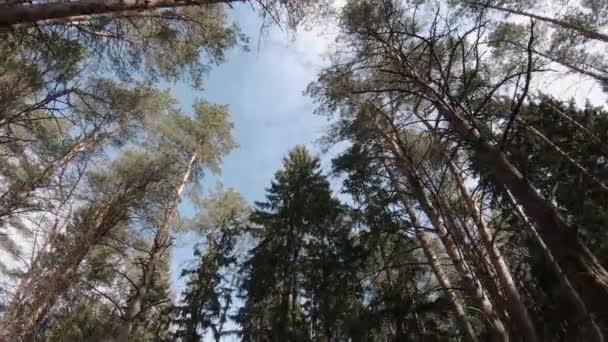 Las copas de los árboles de un pino — Vídeo de stock