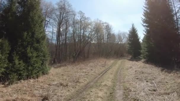 Estrada de terra em uma floresta de pinheiros — Vídeo de Stock