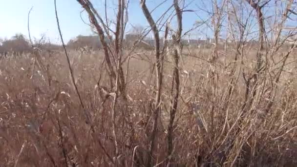 Dry reeds on the background — Stock Video